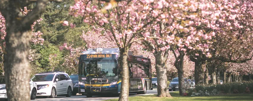 Bus on the road with cherry blossom trees in the foreground