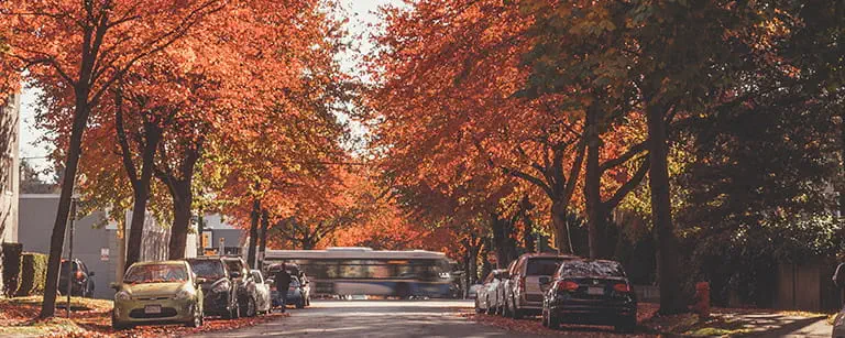 Bus drive past tree-lined street in fall