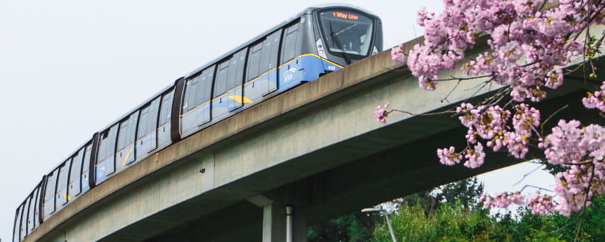 SkyTrain passing by cherry blossoms in Spring