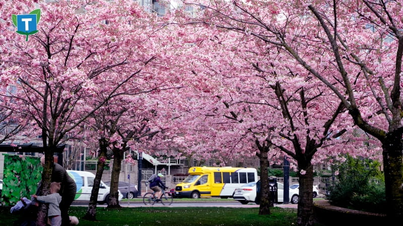 Photo of a community shuttle driving in the background while numerous cherry blossom trees are in the foreground. A young family is playing at the base of a tree in the corner while a cyclist also drives by in the centre frame.
