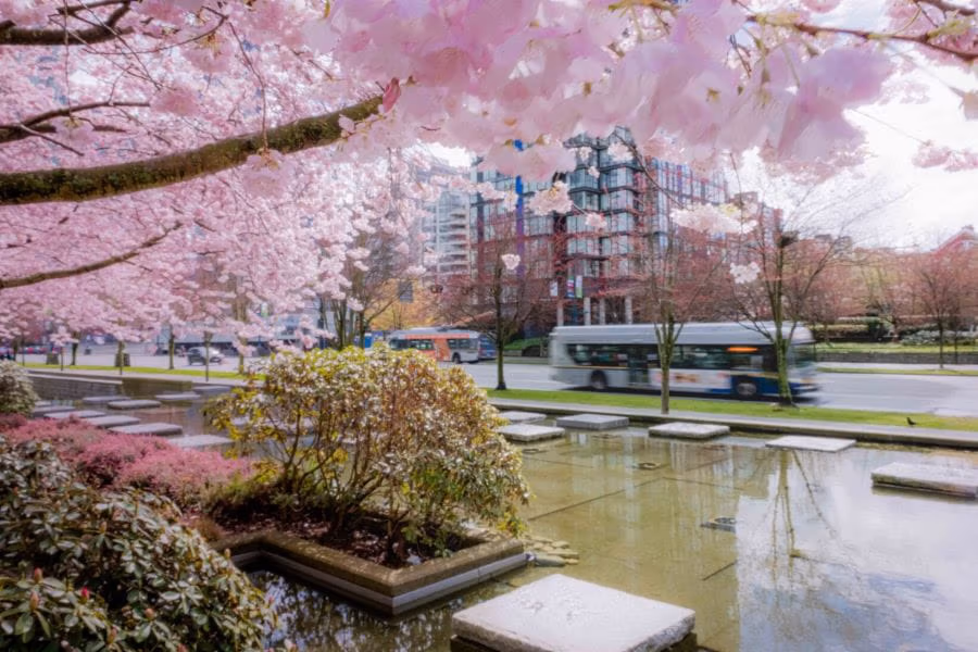Blurred bus driving in background with cherry blossoms and water feature in foreground