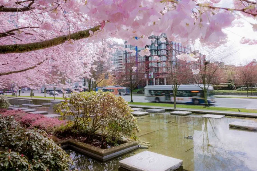 Blurred bus driving in background with cherry blossoms and water feature in foreground
